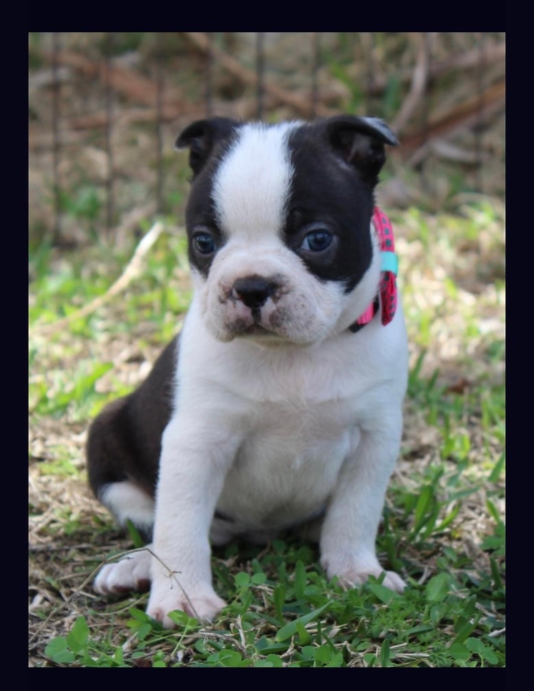 Tilly's First Puppy Pic