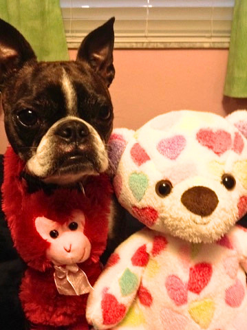 Coco the Patient Pup